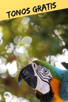 Tonos y Sonidos de Pájaros, Canto de Aves Gratis. ảnh chụp màn hình 2