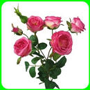 Cultivo de rosas APK