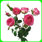 cultivation of roses icon