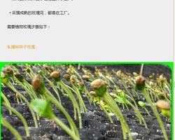 cultivation of roses screenshot 2