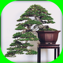 APK آخرین طراحی بونسای
