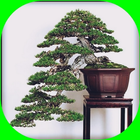 Latest bonsai design icon