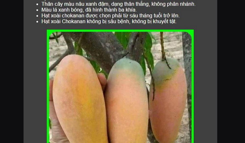 Como plantar mangos en casa