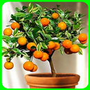 plant fruit trees in pots to q APK