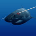 Spearfishing Shark icône