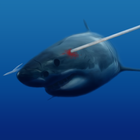 Spearfishing Shark 图标