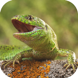Lizard Simulator icon