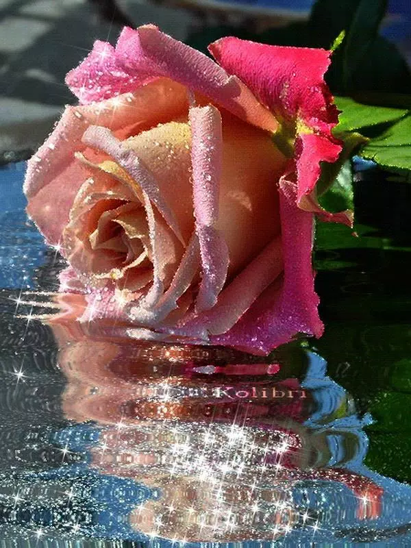Bellissimi fiori e immagini di rose APK per Android Download