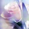 APK Rose Live Wallpaper