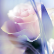 Rose Live Wallpaper icono