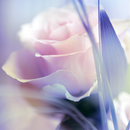 Rose Live Wallpaper-APK