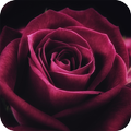 Rose Wallpaper