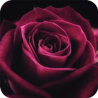 Rose Wallpaper иконка