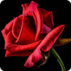 Roses gif icon