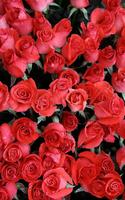 Roses Live Wallpaper screenshot 1