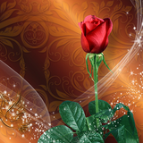 Roses Live Wallpaper آئیکن