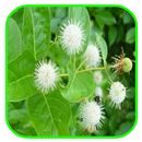 Herbal Medicinal Plants APK
