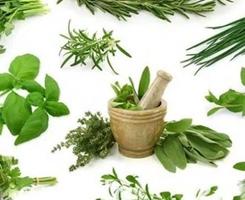 Herbal Medicinal Plants screenshot 1