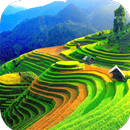 Stair Wallpaper HD APK
