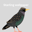 Starling Wallpapers icono