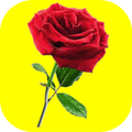 Roses - WAStickerApps