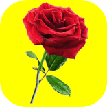 Roses - WAStickerApps