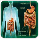 All Stomach Diseases and Treat APK