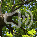 Branches and Leaves Sounds Ringtone APK