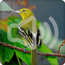 Common Iora Bird Call Sounds Ringtone APK