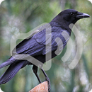 Crow Sounds Ringtone APK