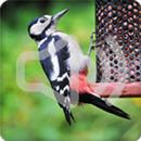 Woodpecker Bird Songs Ringtone APK