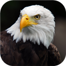 Motivational Videos APK
