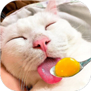 Funny Animals Video APK
