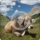 Cow Sounds Ringtone APK