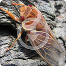 Cicada Sounds Ringtone APK