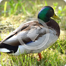 Anatidae Duck Sounds Ringtone APK