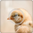 Baby Chicks Chirping Sound Ringtone APK