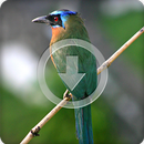 Bluecrowned Bird Sounds Ringtone APK