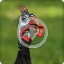 Guinea Fowl Sound Ringtone APK