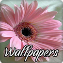 Daisy Pattern Wallpaper Images HD APK