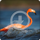 Flamingo Sounds Ringtone APK