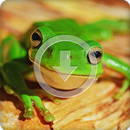 Frog Sounds Ringtone APK