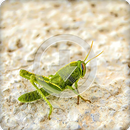 Insect Sounds Ringtone APK