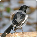 Oriental Magpie Robin Bird Sounds Ringtone APK