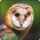 Owl Sounds Ringtone APK