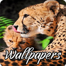 Leopard Wallpaper Images HD APK