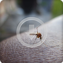 Mosquito Sounds Ringtone APK