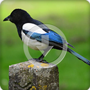 Magpie Bird Sounds Ringtone APK