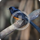 Suara Kicau Master Burung Murai Medan Juara APK
