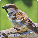 Sparrow Bird Sounds Ringtone APK